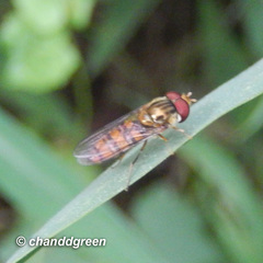 Episyrphus balteatus