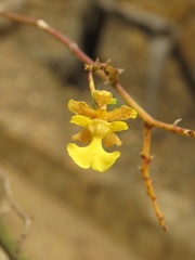 Trichocentrum cebolleta