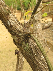 Trichocentrum cebolleta