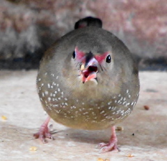 Lagonosticta senegala rendalli