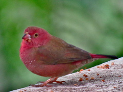 Lagonosticta senegala rendalli