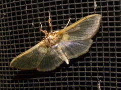 Apilocrocis brumalis