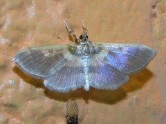 Apilocrocis brumalis