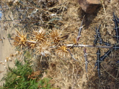 Ptilostemon rhiphaeus