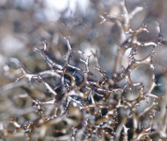 Cetraria muricata