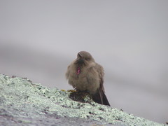 Chalcostigma olivaceum