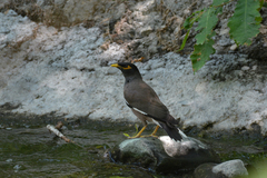 Acridotheres tristis