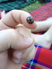 Paropsisterna anomala