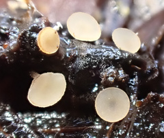 Moellerodiscus capillipes