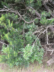 Pittosporum ralphii