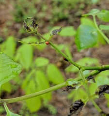 Tropidosteptes amoenus