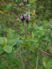Hypericum hircinum