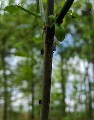 Tropidosteptes amoenus