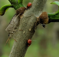 Tropidosteptes amoenus