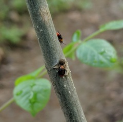 Tropidosteptes amoenus