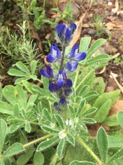 Lupinus micranthus