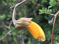 Sophora prostrata