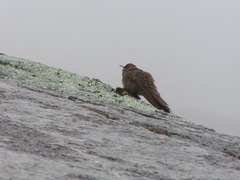 Chalcostigma olivaceum