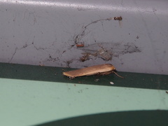 Danielithosia immaculata