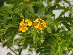 Gonopterodendron arboreum