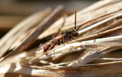 Nomada ferruginata