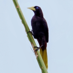 Psarocolius decumanus