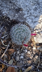 Mammillaria haageana haageana
