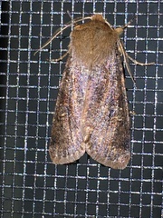 Orthosia rubescens
