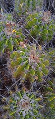 Ferocactus flavovirens