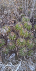 Ferocactus flavovirens