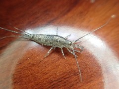 Mesomachilis