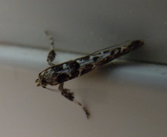 Gracillaria loriolella