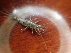 Mesomachilis