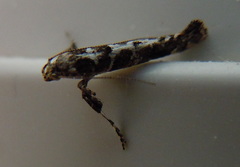 Gracillaria loriolella