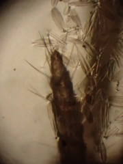 Mesomachilis