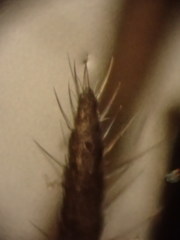 Mesomachilis