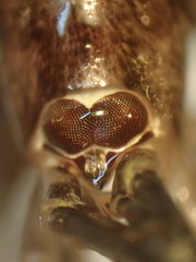 Mesomachilis