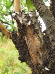 Crematogaster monticola