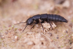 Staphylinidae