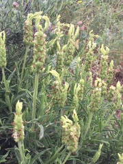 Lavandula viridis