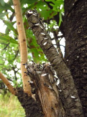 Crematogaster monticola
