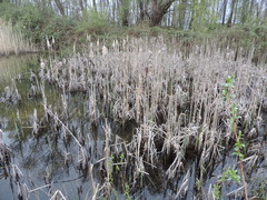Typha latifolia