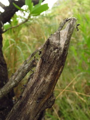 Crematogaster monticola
