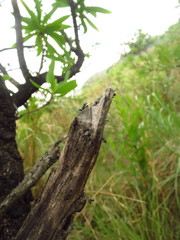 Crematogaster monticola