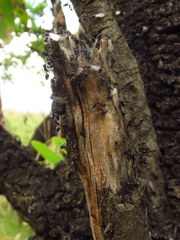 Crematogaster monticola