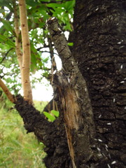 Crematogaster monticola