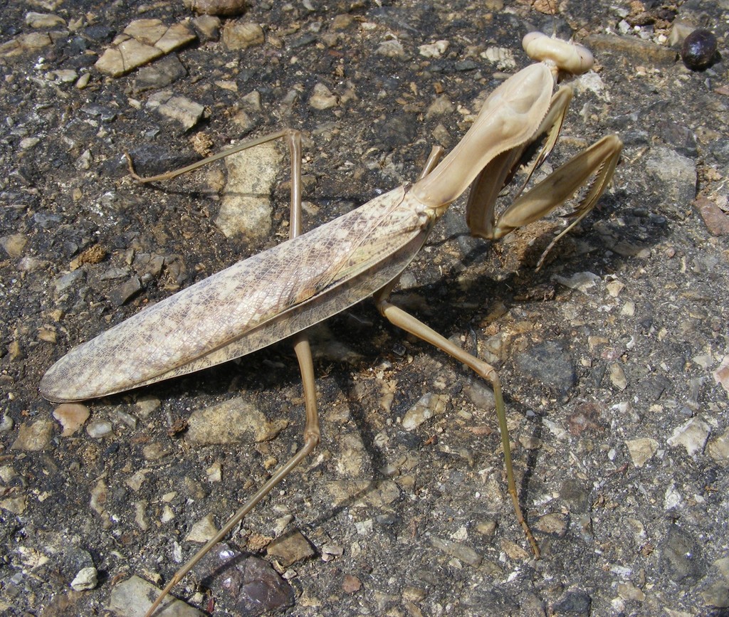 Timor Giant Mantis