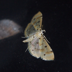 Pycnarmon aeriferalis