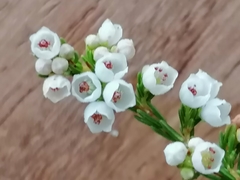 Orophanes