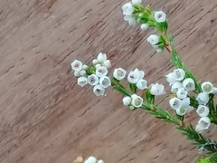 Orophanes